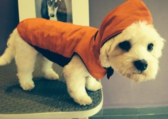 pet clothes