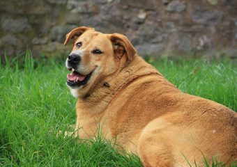 dog relaxing